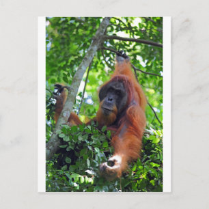 Carte Postale Orangutan mâle dans la forêt tropicale de Sumatra