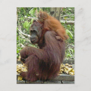 Carte Postale Orangutan Maman & Baby