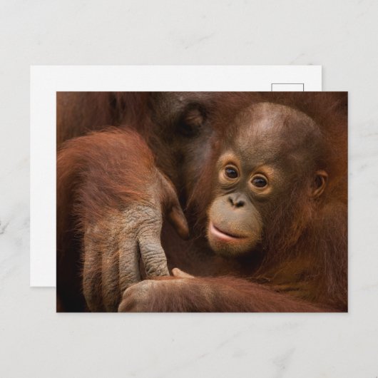 Carte Postale Orangutan mère et bébé au zoo (Devant / Derrière)