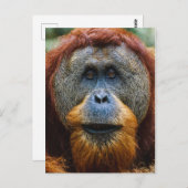 Carte Postale Orangutan - Sumatra, Indonésie (Devant / Derrière)