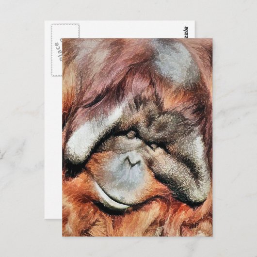 CARTE POSTALE ORANGUTANS (Devant / Derrière)