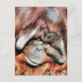 CARTE POSTALE ORANGUTANS (Devant)