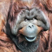 CARTE POSTALE ORANGUTANS