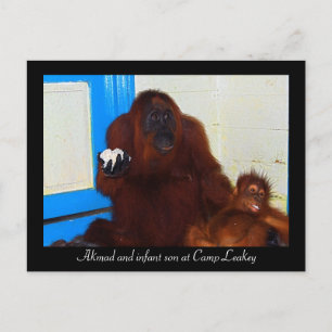 Carte Postale Orangutans au camp Leakey