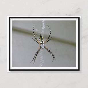 Carte postale Orb Weaver Spider