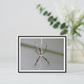 Carte postale Orb Weaver Spider (Debout devant)