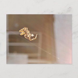 Carte Postale Orbweaver araignée scintillant dans la photographi