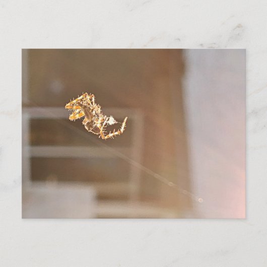 Carte Postale Orbweaver araignée scintillant dans la photographi (Devant)