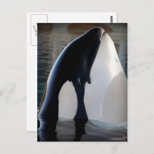 Carte Postale Orca (Devant / Derrière)