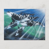 Carte postale Orca (Devant)