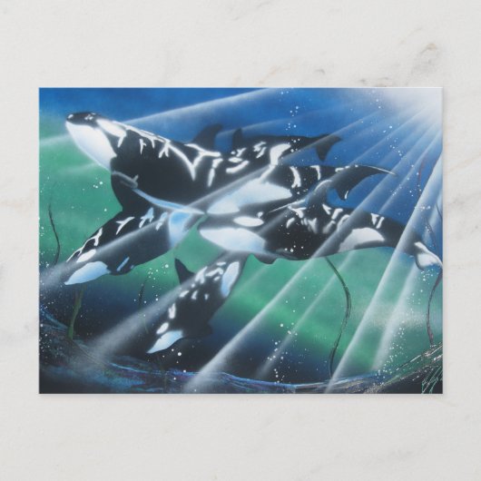 Carte postale Orca (Devant)