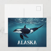 Carte Postale Orca Alaska (Devant / Derrière)
