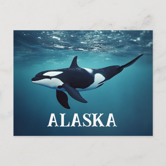 Carte Postale Orca Alaska (Devant)