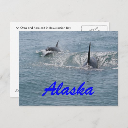 Carte Postale Orca et veau, Alaska (Devant / Derrière)
