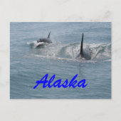 Carte Postale Orca et veau, Alaska (Devant)