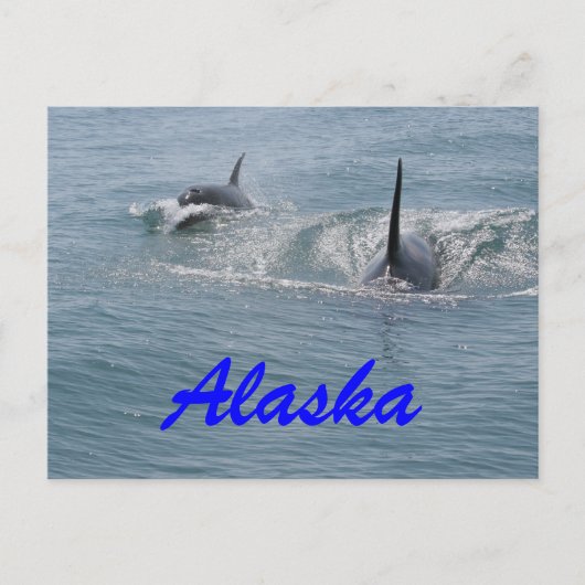Carte Postale Orca et veau, Alaska (Devant)
