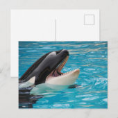 Carte postale Orca, Killer Whale (Devant / Derrière)