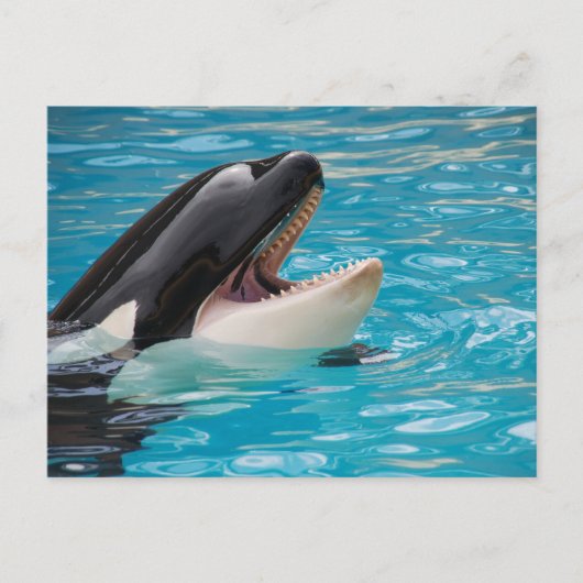Carte postale Orca, Killer Whale (Devant)