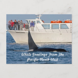 Carte Postale Orca Killer Whale -transitoire, washington