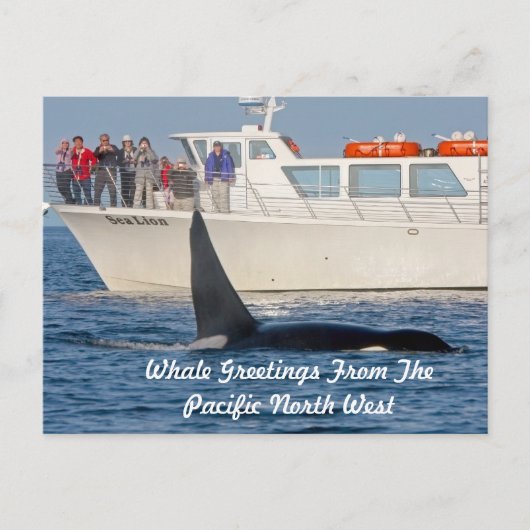 Carte Postale Orca Killer Whale -transitoire, washington (Devant)