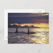 Carte Postale Orca ou Tueur (Devant / Derrière)