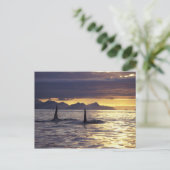 Carte Postale Orca ou Tueur (Debout devant)