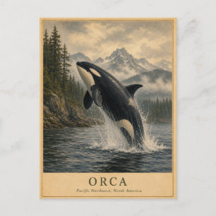 Carte Postale Orca Pacifique Nord-Ouest VINTAGE