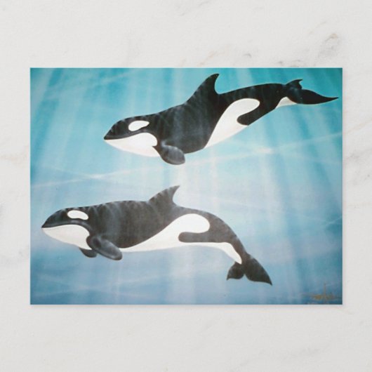 Carte Postale Orca Pair (Devant)