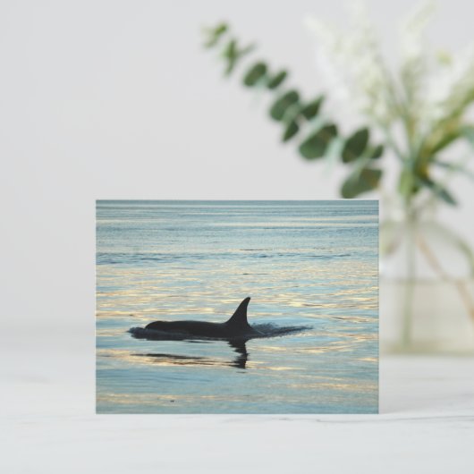 Carte postale Orca Silhouette (Debout devant)