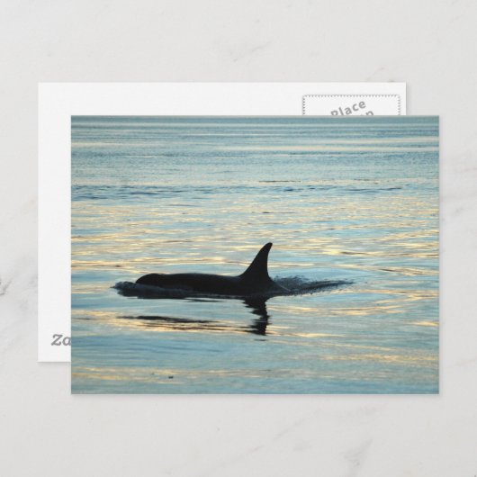 Carte postale Orca Silhouette (Devant / Derrière)
