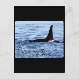 Carte Postale Orca ; Tueur résident du sud Whale-L28 Orca