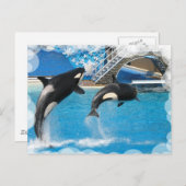 Carte postale Orca Whales (Devant / Derrière)