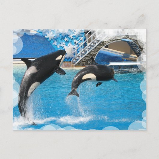 Carte postale Orca Whales (Devant)