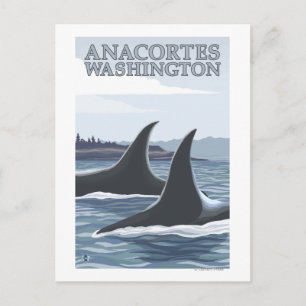 Carte Postale Orca Whales #1 - Anacortes, Washington