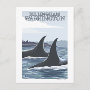 Carte Postale Orca Whales #1 - Bellingham, Washington
