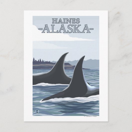 Carte Postale Orca Whales #1 - Haines, Alaska (Devant)