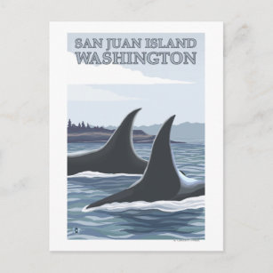 Carte Postale Orca Whales #1 - San Juan Island, Washington
