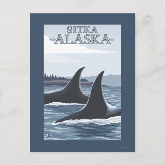 Carte Postale Orca Whales #1 - Sitka, Alaska (Devant)
