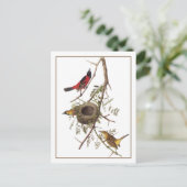 Carte Postale Orchard Oriole (Debout devant)