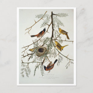 Carte Postale Orchard Oriole