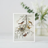 Carte Postale Orchard Oriole (Debout devant)