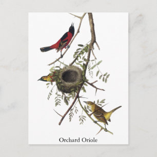 Carte Postale Orchard Oriole - John James Audubon