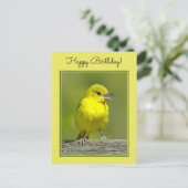 Carte Postale Orchard Oriole - Photo originale (Debout devant)