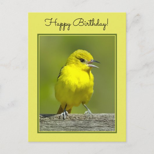 Carte Postale Orchard Oriole - Photo originale (Devant)