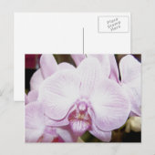 Carte postale Orchid Four (Devant / Derrière)