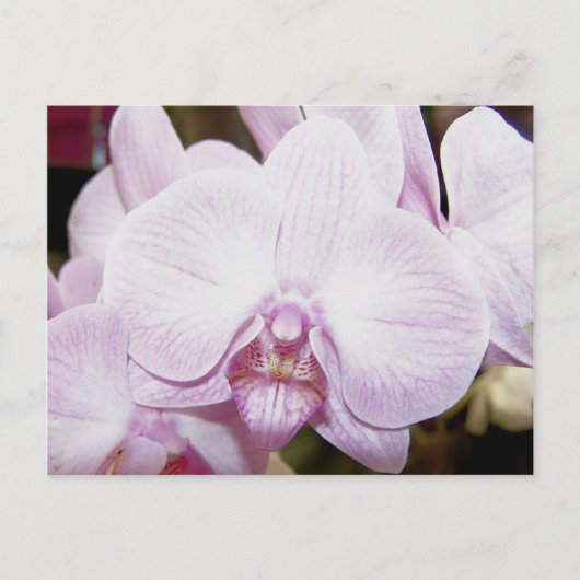 Carte postale Orchid Four (Devant)