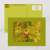 Carte Postale Orchid Green Cymbidium (Devant / Derrière)