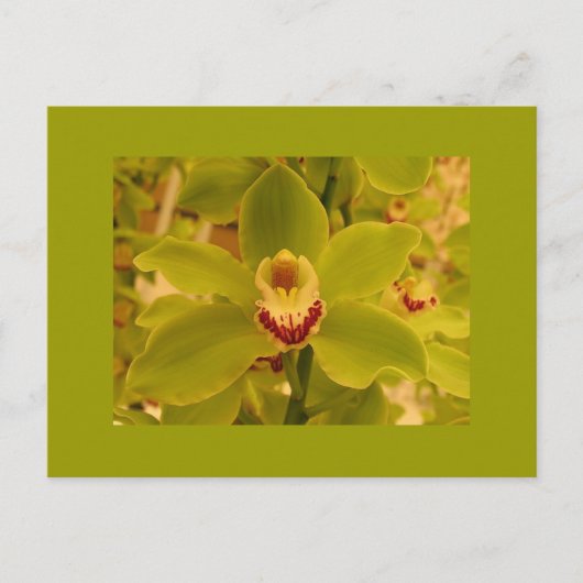 Carte Postale Orchid Green Cymbidium (Devant)