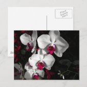 Carte Postale Orchid Queen (Devant / Derrière)