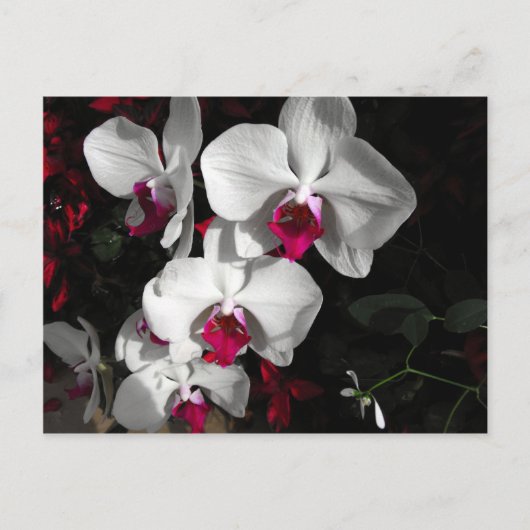Carte Postale Orchid Queen (Devant)